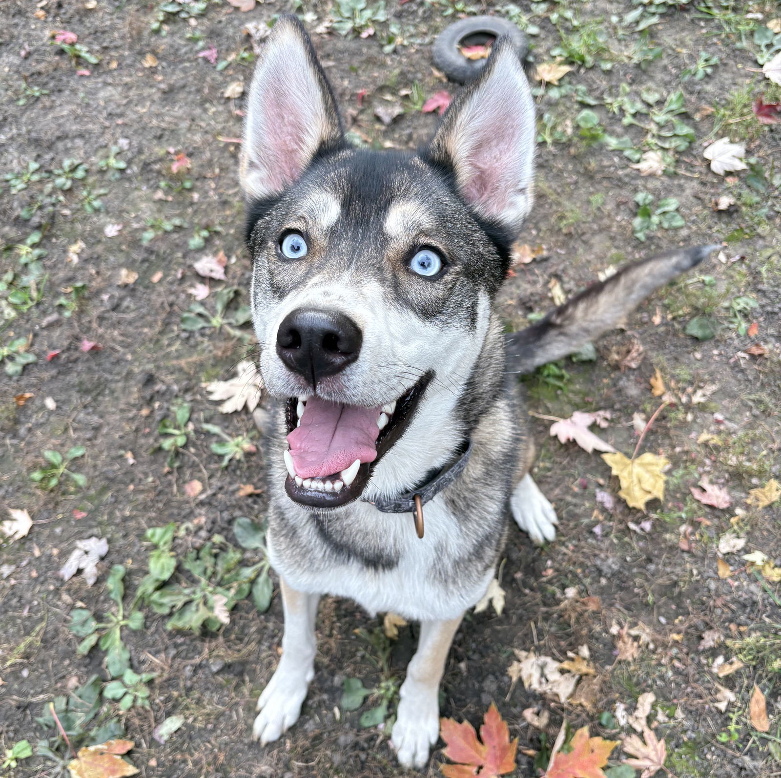 Niles, an adoptable Shepherd in Brooklyn Center, MN, 55429 | Photo Image 1