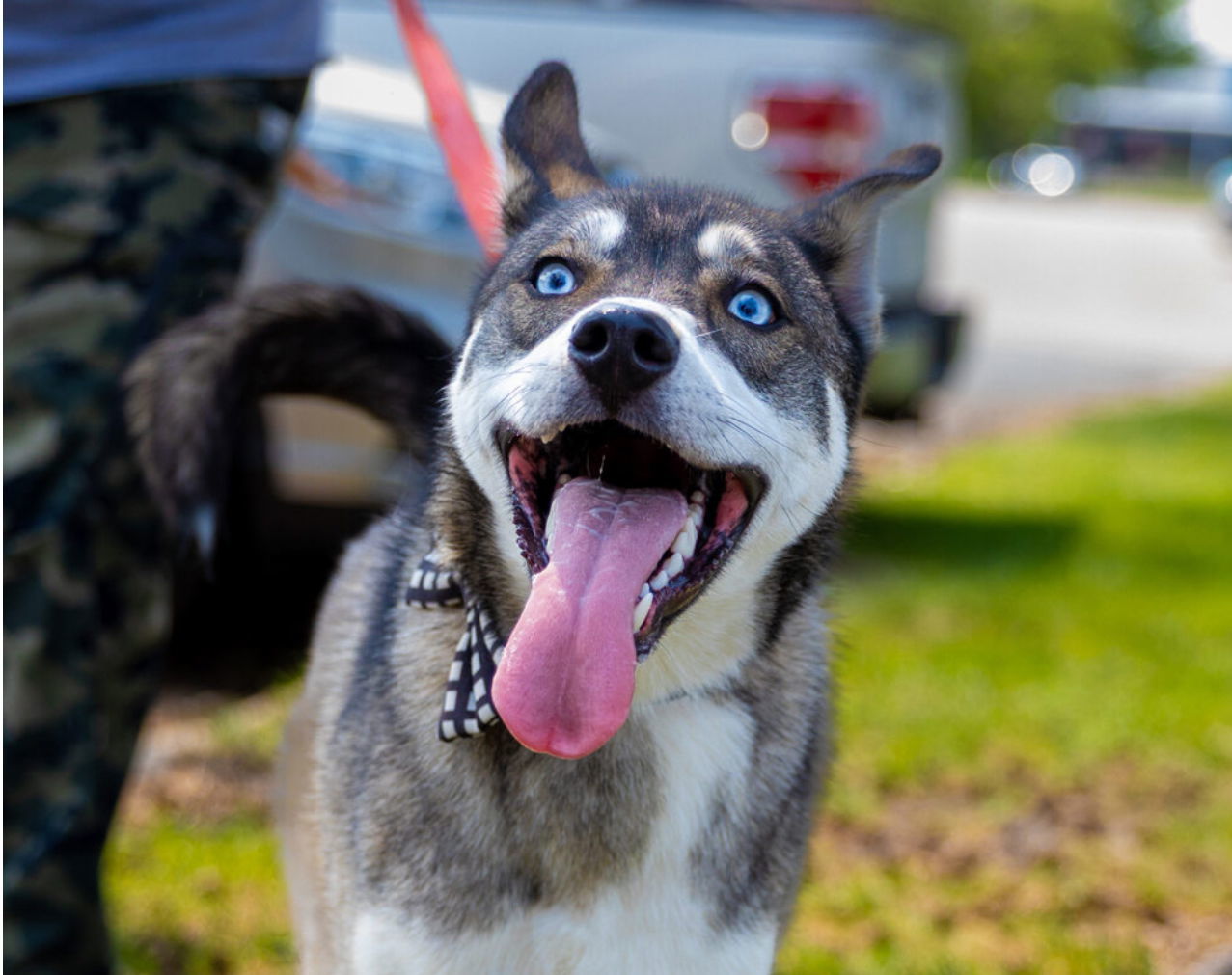 Niles*, an adoptable Shepherd in Brooklyn Center, MN, 55429 | Photo Image 2