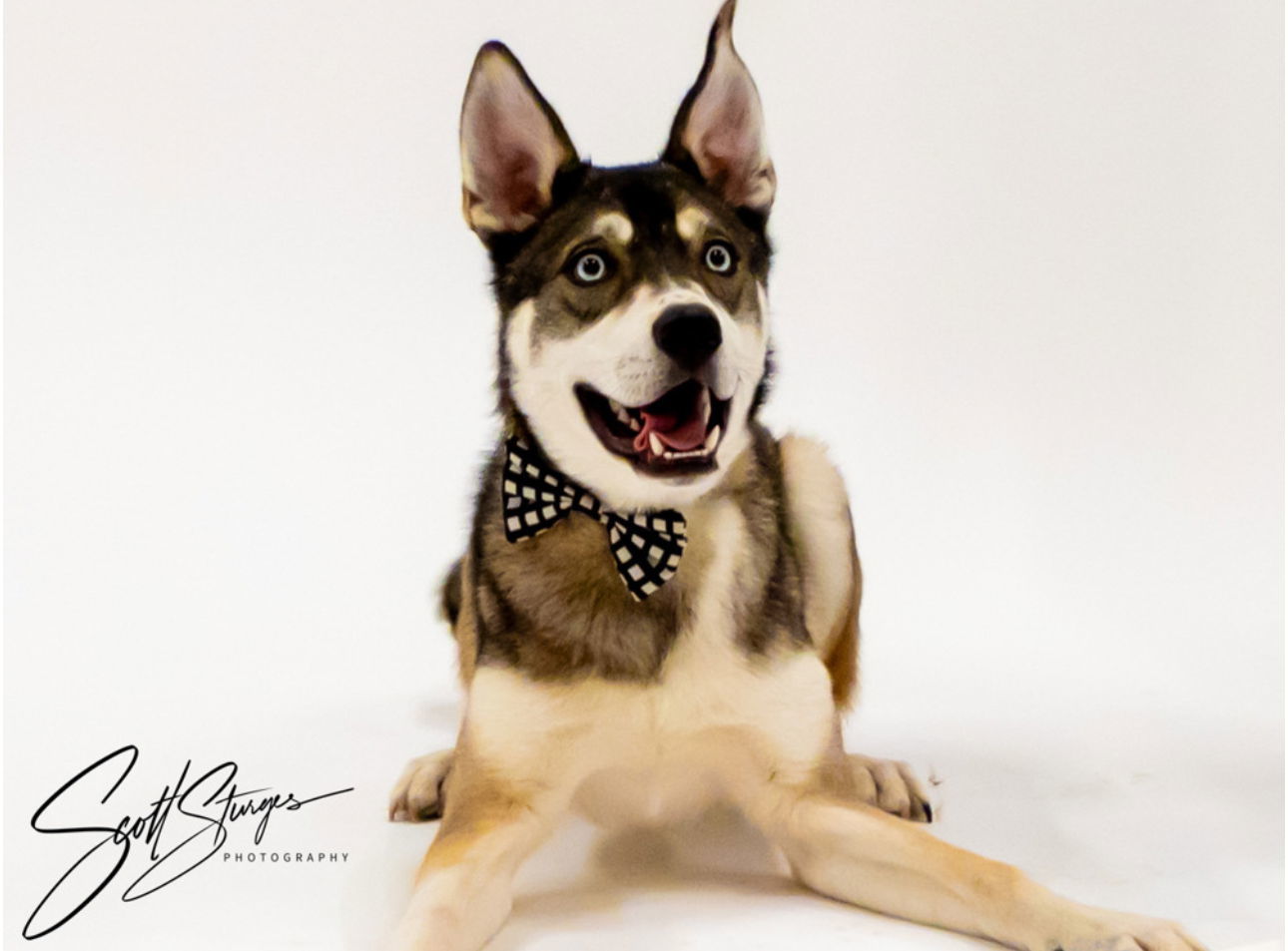 Niles, an adoptable Shepherd in Brooklyn Center, MN, 55429 | Photo Image 2