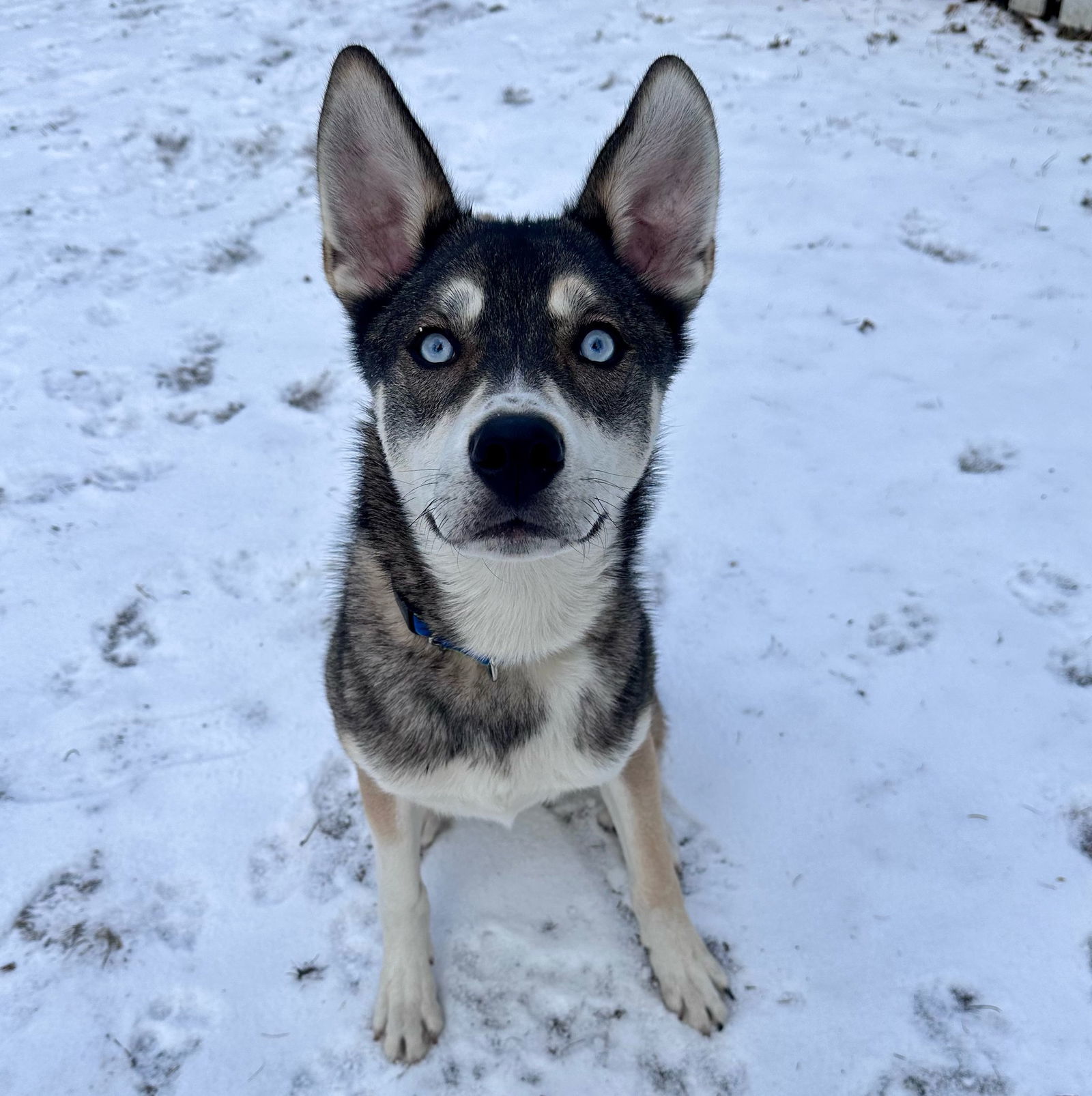Niles*, an adoptable Shepherd in Brooklyn Center, MN, 55429 | Photo Image 3