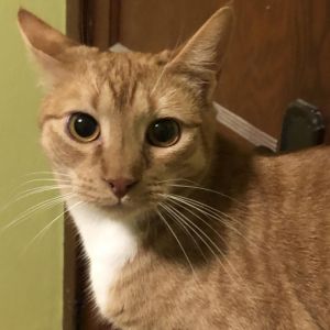 Gingy, Adult Male Domestic Short Hair