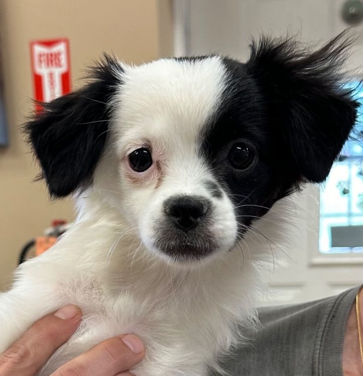 Dog for adoption Snowflake, a Lhasa Apso Mix in Great Bend, KS Petfinder