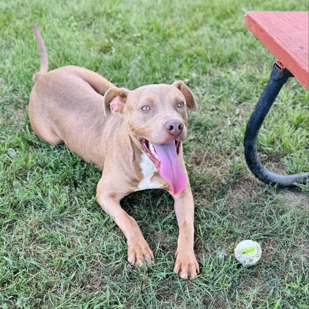 Khaki, an adoptable Doberman Pinscher in Rock Falls, IL, 61071 | Photo Image 1