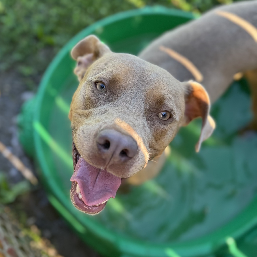 Fawn, an adoptable Mixed Breed in Rock Falls, IL, 61071 | Photo Image 1
