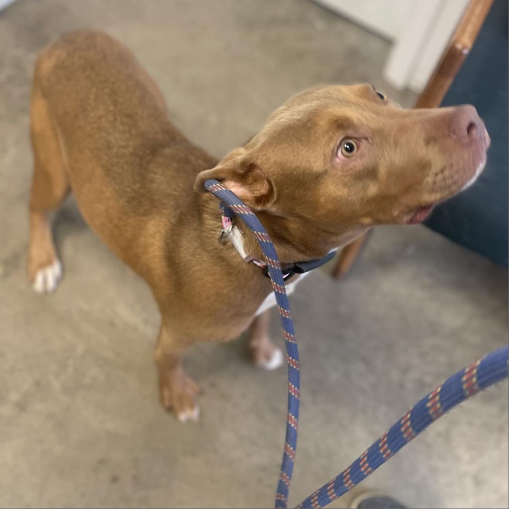 Fawn, an adoptable Mixed Breed in Rock Falls, IL, 61071 | Photo Image 2