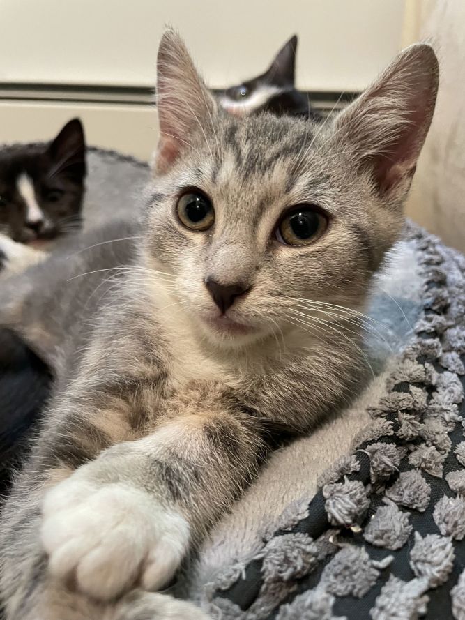 Cat for adoption Forest Gump, a Domestic Short Hair in Broomall, PA