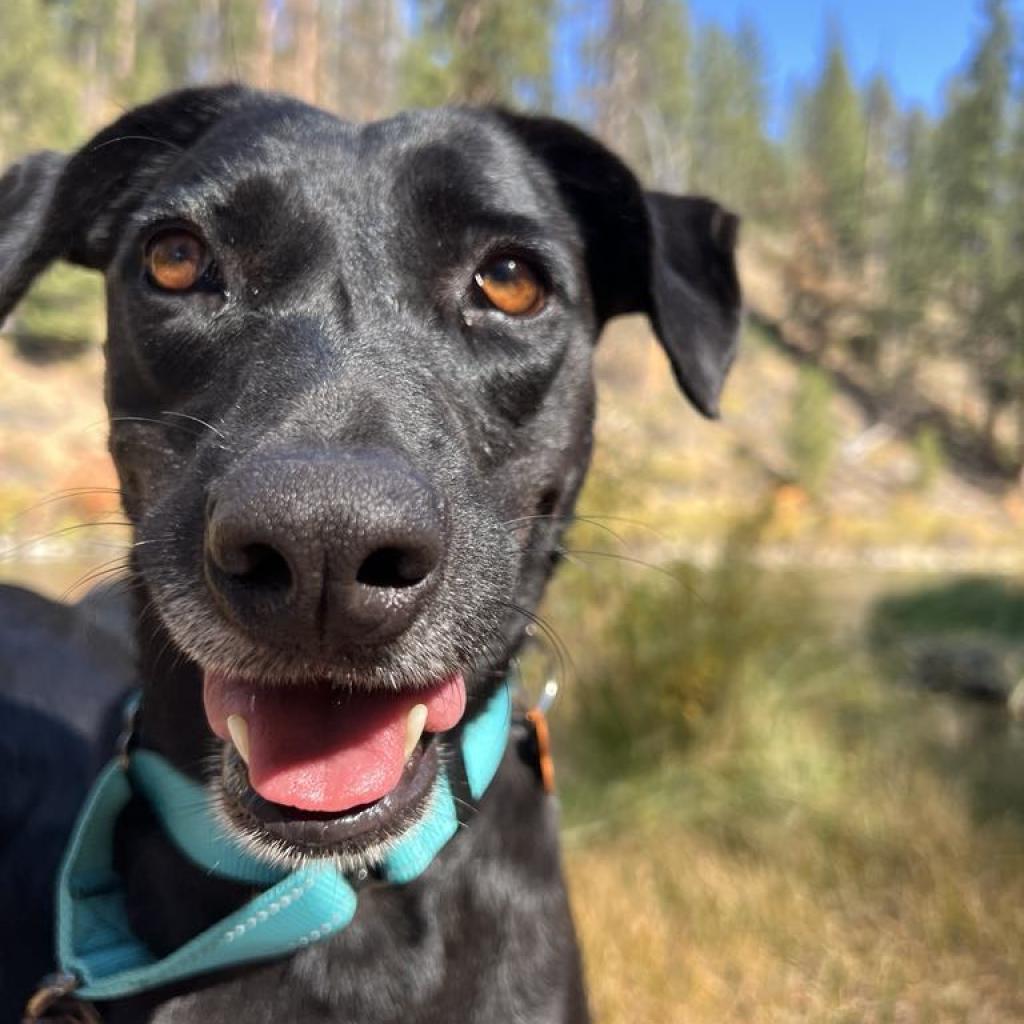 Rita, an adoptable Shepherd, Black Labrador Retriever in Bend, OR, 97702 | Photo Image 1