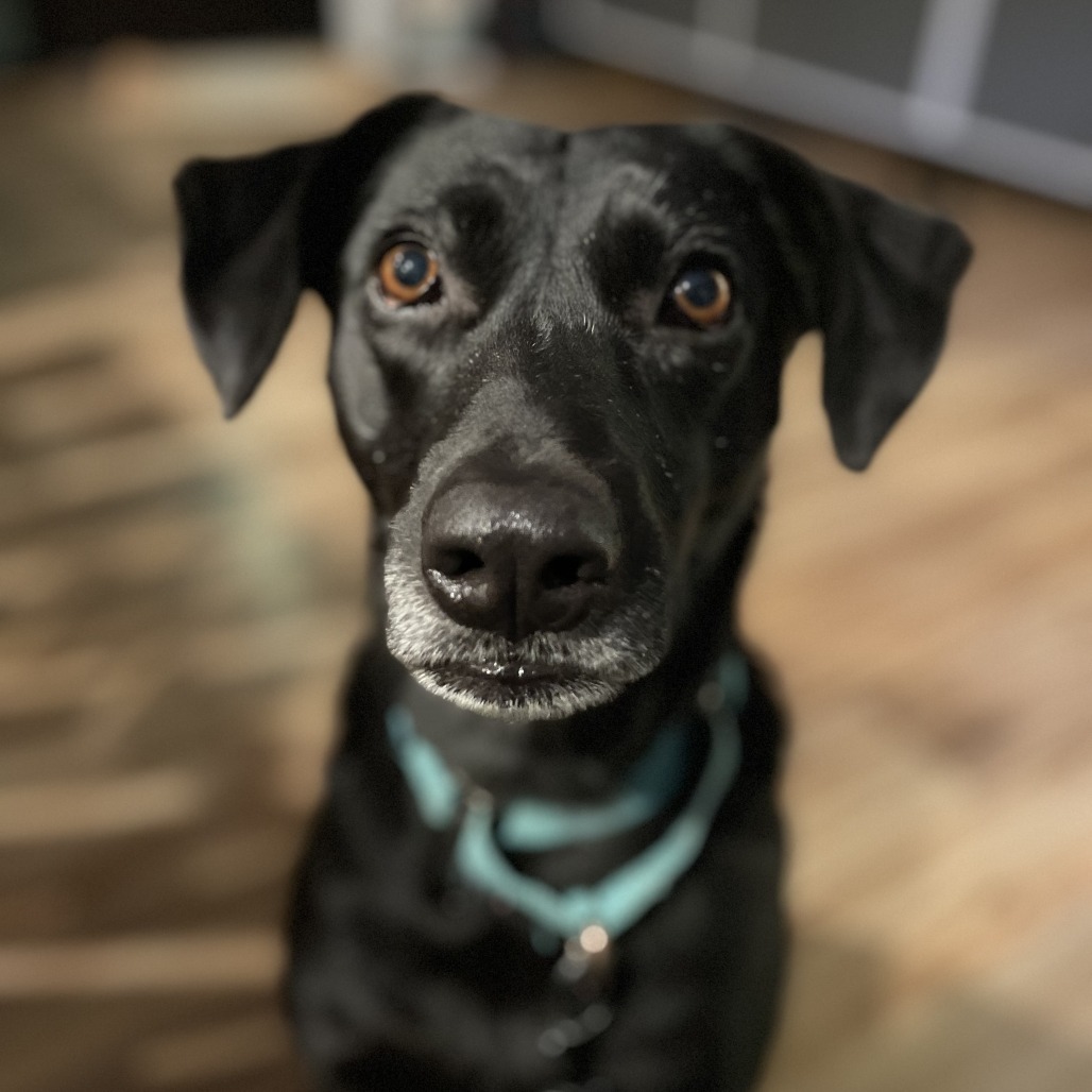 Rita, an adoptable Shepherd, Black Labrador Retriever in Bend, OR, 97702 | Photo Image 1