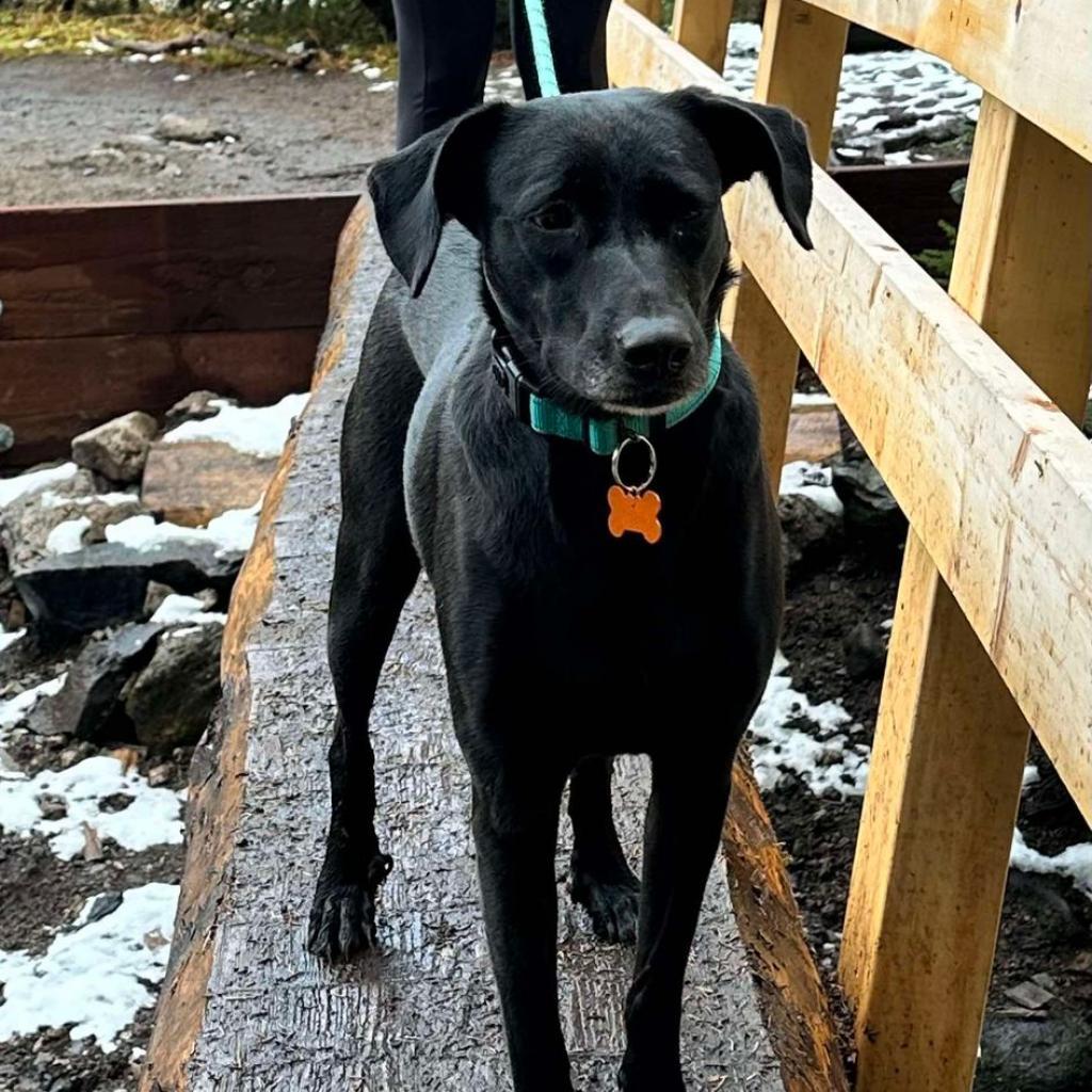 Rita, an adoptable Shepherd, Black Labrador Retriever in Bend, OR, 97702 | Photo Image 2