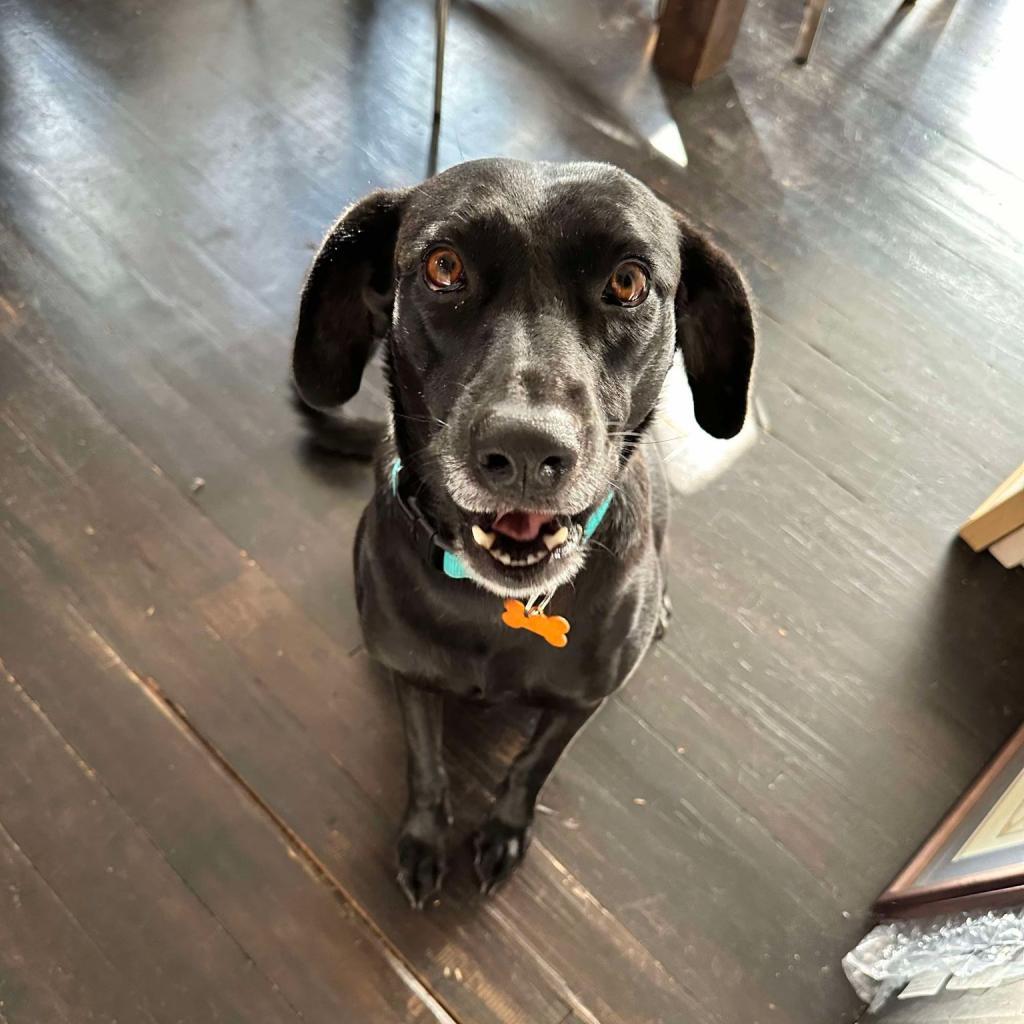 Rita, an adoptable Shepherd, Black Labrador Retriever in Bend, OR, 97702 | Photo Image 4