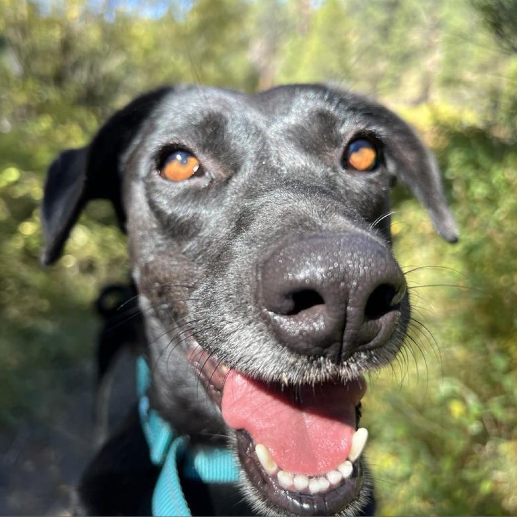 Rita, an adoptable Shepherd, Black Labrador Retriever in Bend, OR, 97702 | Photo Image 5