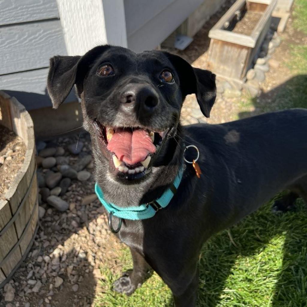 Rita, an adoptable Shepherd, Black Labrador Retriever in Bend, OR, 97702 | Photo Image 6