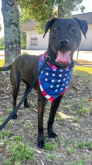 Patsy Cline, Baby Female Labrador Retriever