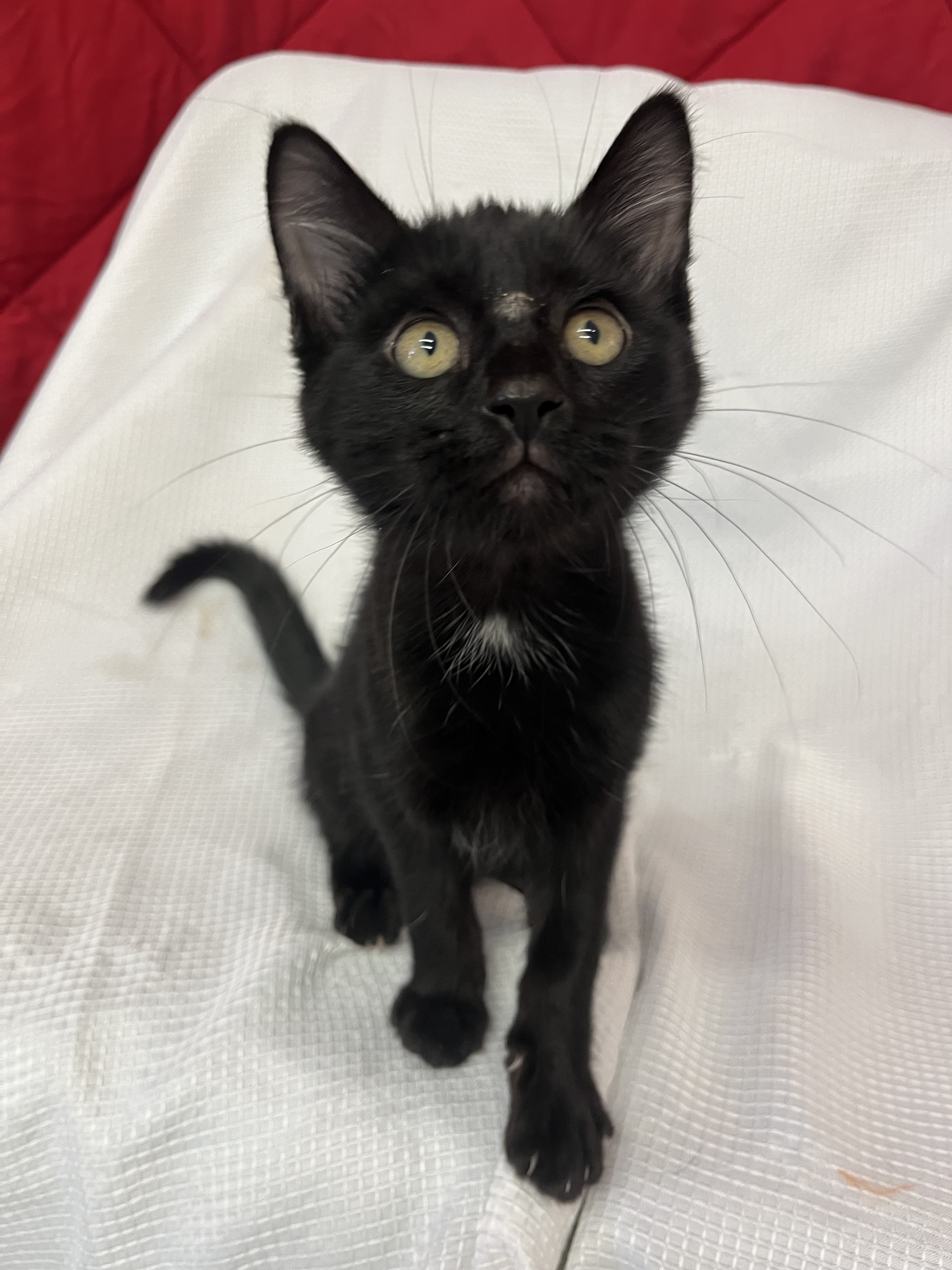 Rex, an adoptable Domestic Short Hair in McCook, NE, 69001 | Photo Image 1