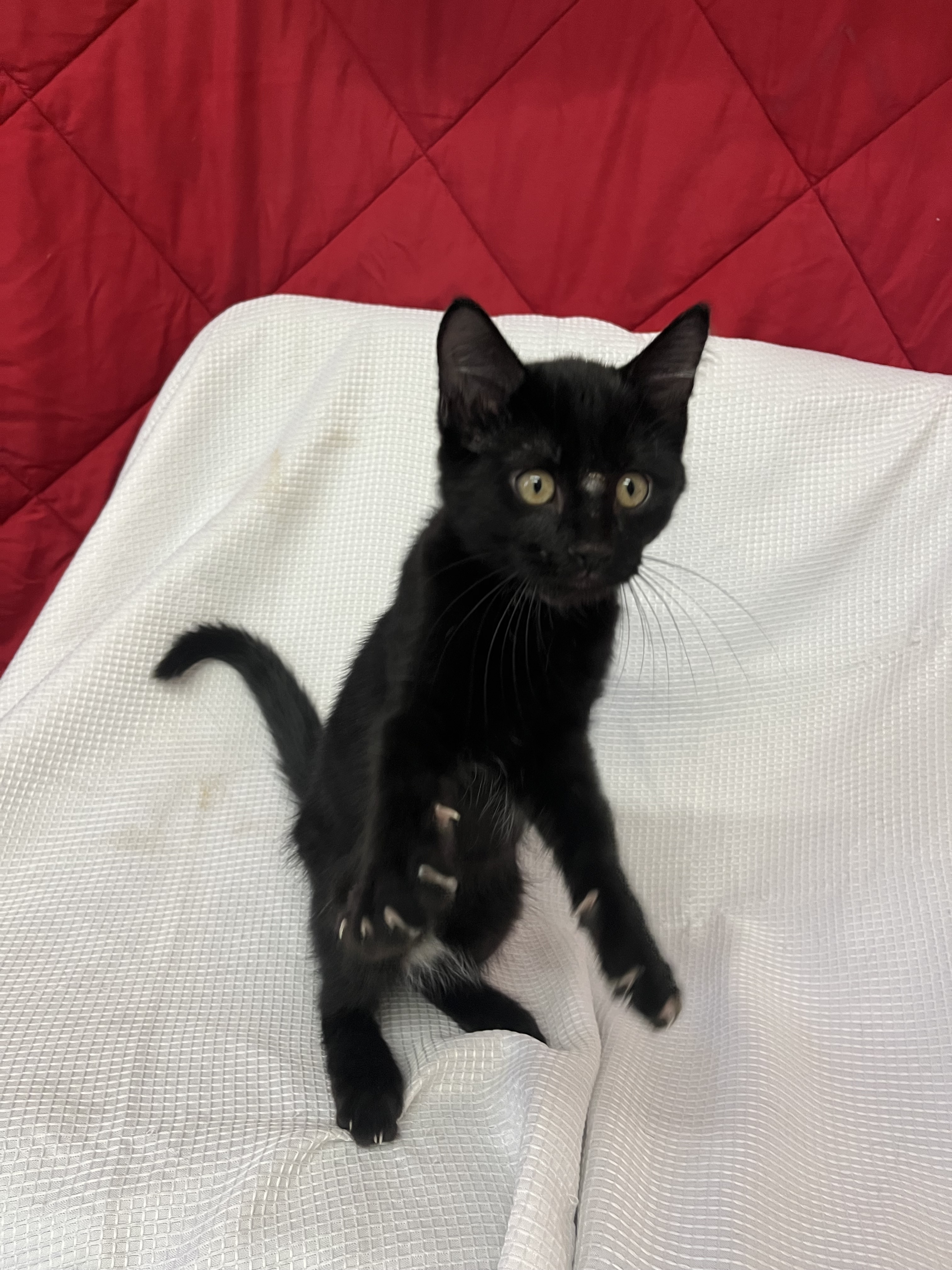 Rex, an adoptable Domestic Short Hair in McCook, NE, 69001 | Photo Image 2