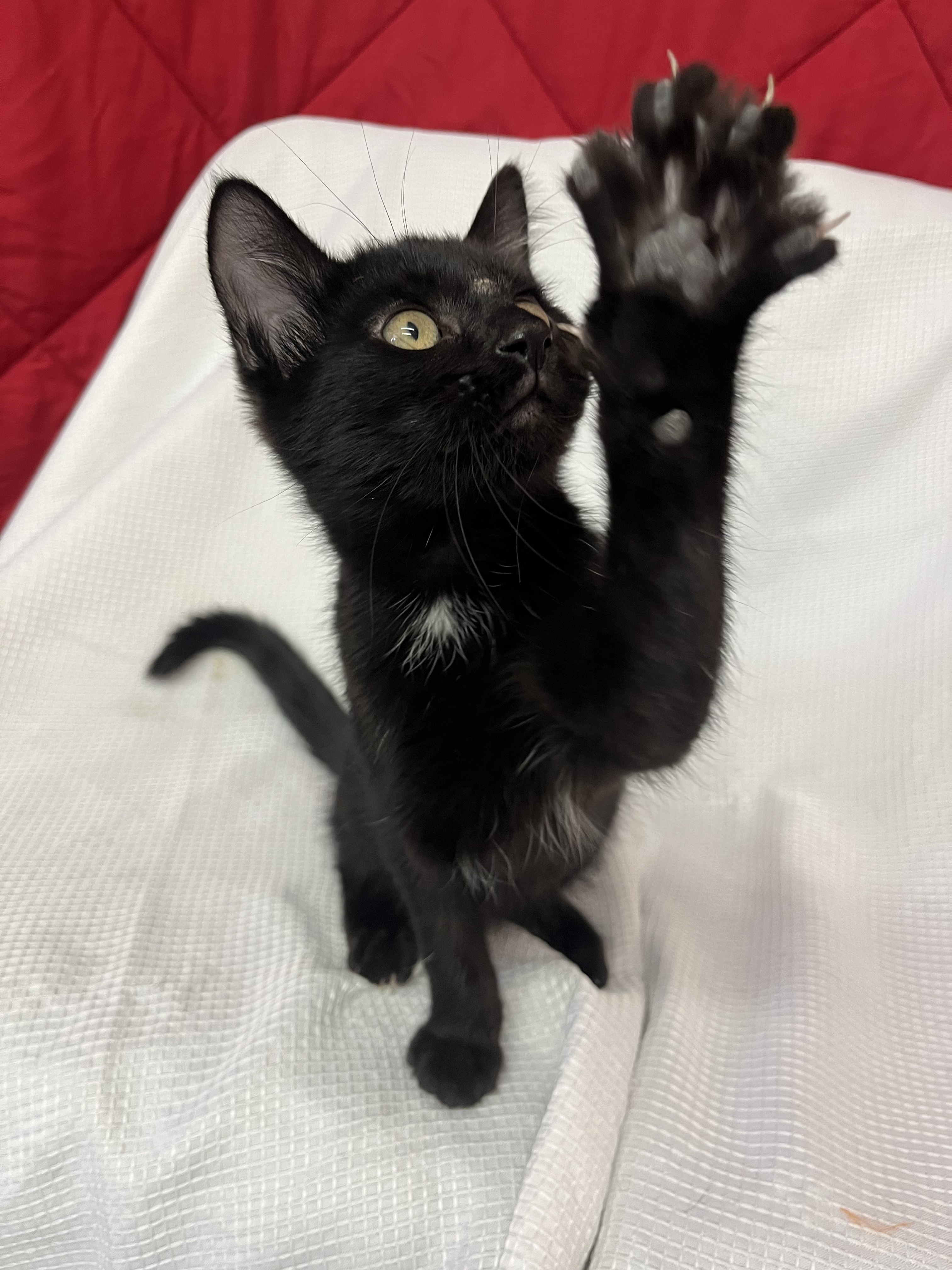 Rex, an adoptable Domestic Short Hair in McCook, NE, 69001 | Photo Image 3