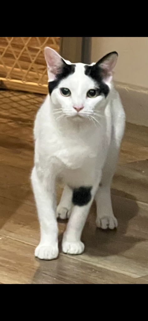 Domino