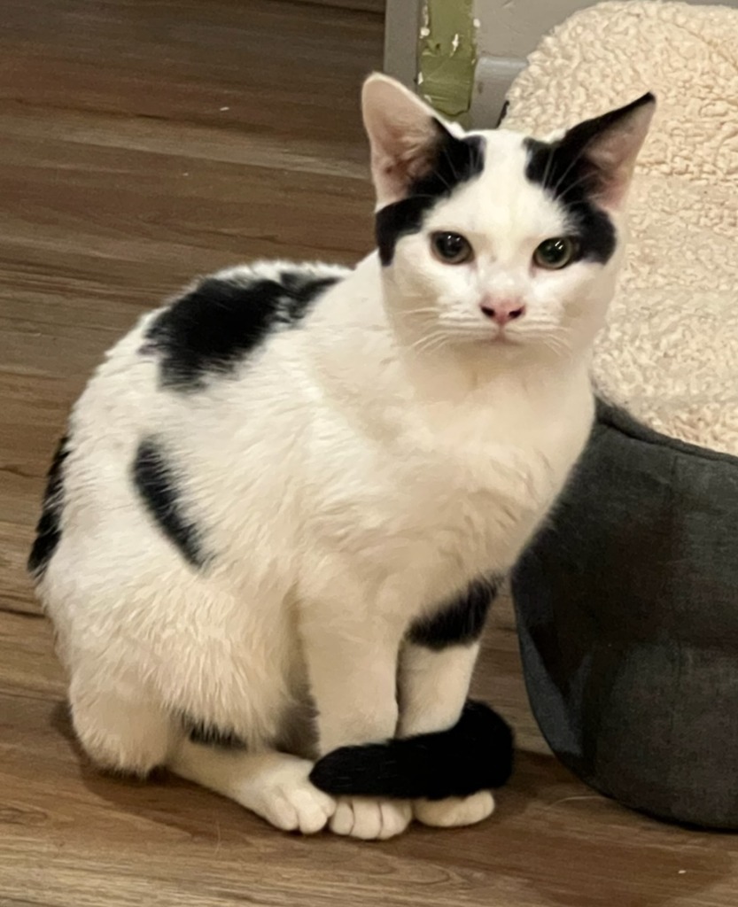 Domino