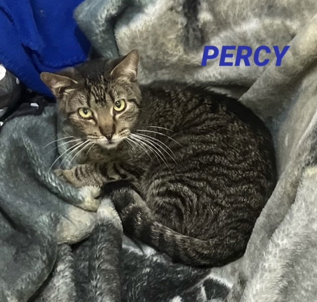 Percy-in foster care bonded with Princess, an adoptable Domestic Short Hair in Mitchell, SD, 57301 | Photo Image 1