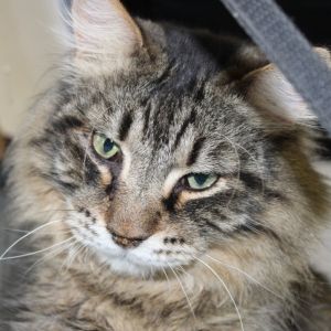 Good day Im Fizz Im a refined older gentleman with a wonderfully quirky head tilt I genuinely 