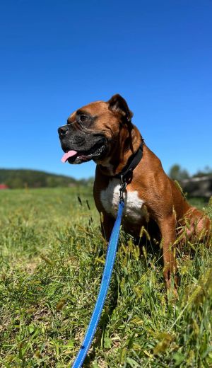 Rufus - ADOPTION PENDING!!!, Adult Male unknown