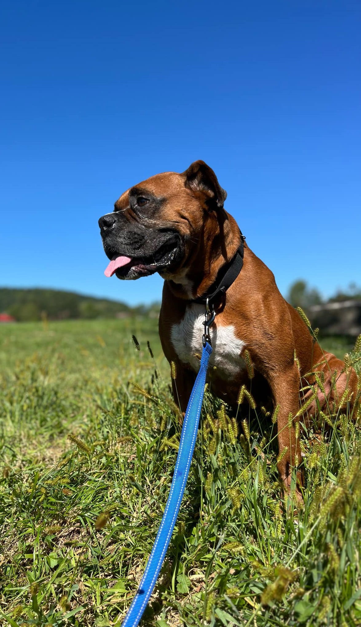 Rufus - ADOPTION PENDING!!!, an adoptable Boxer in Shakopee, MN, 55379 | Photo Image 1