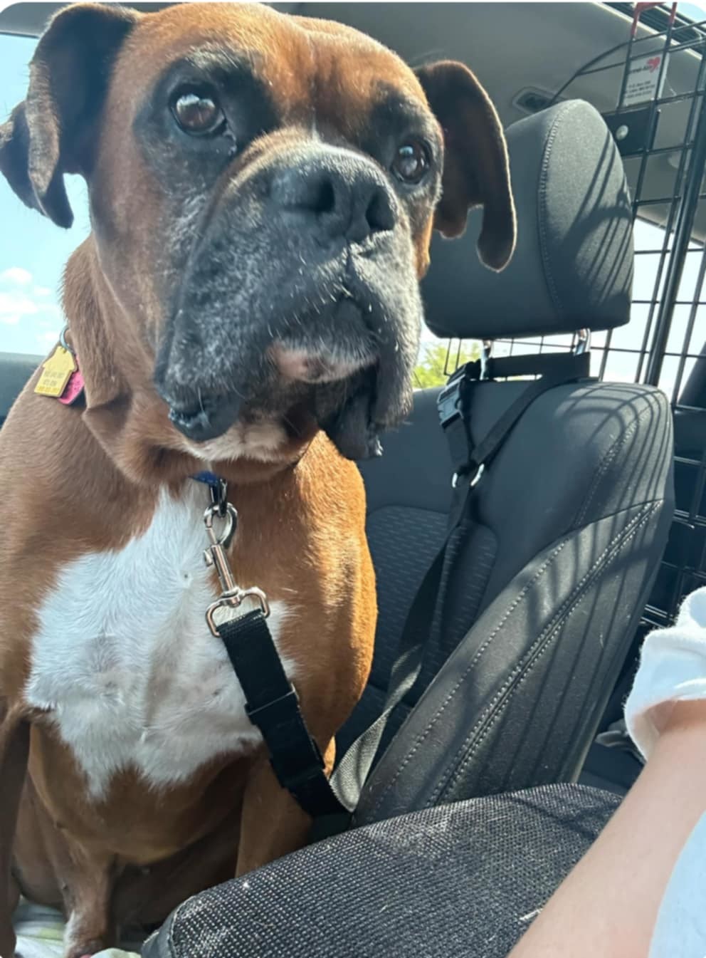 Rufus - ADOPTION PENDING!!!, an adoptable Boxer in Shakopee, MN, 55379 | Photo Image 2
