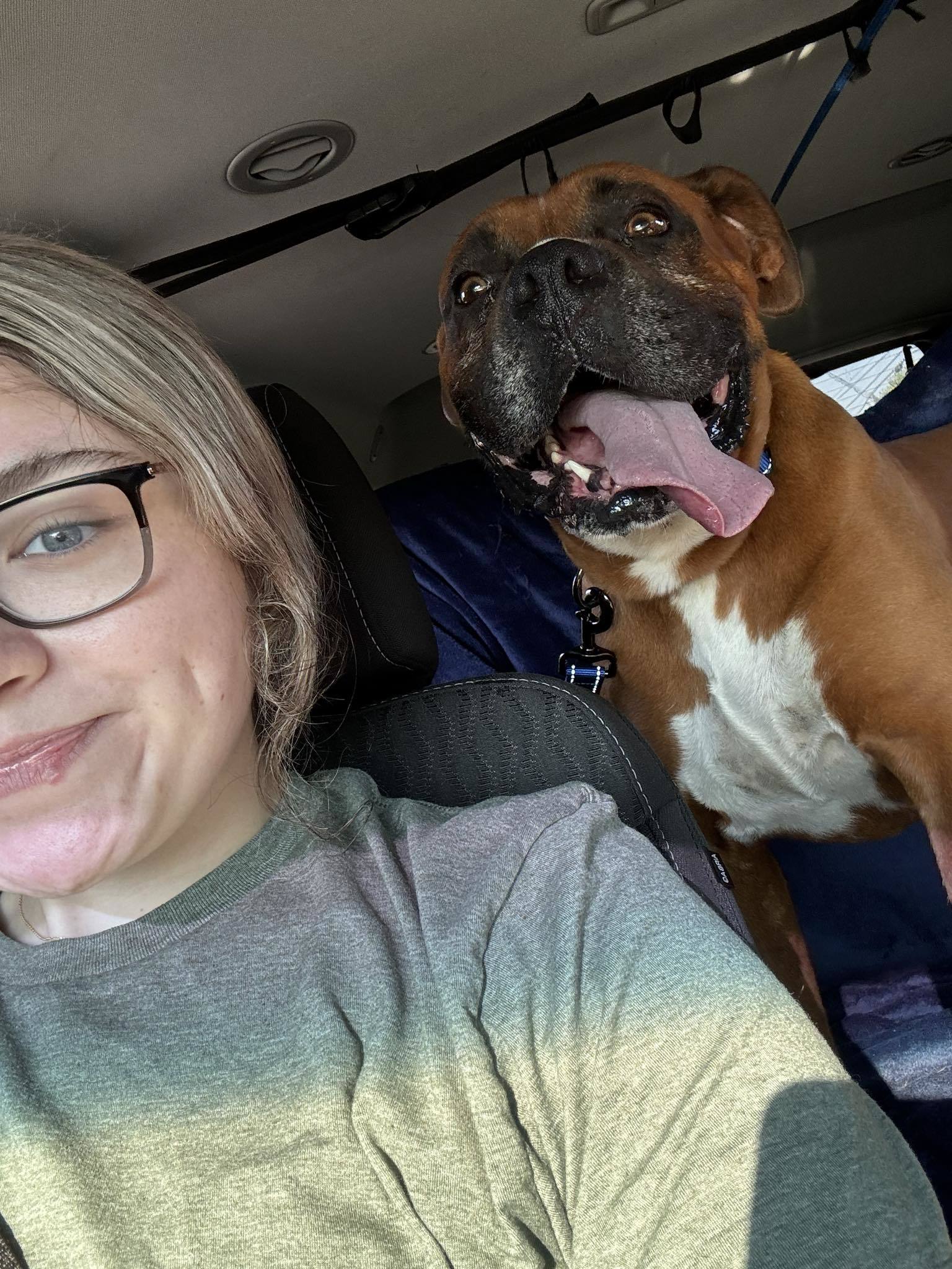 Rufus - ADOPTION PENDING!!!, an adoptable Boxer in Shakopee, MN, 55379 | Photo Image 3