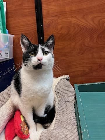 Cat for adoption Sally a Domestic Short Hair in Flushing, NY