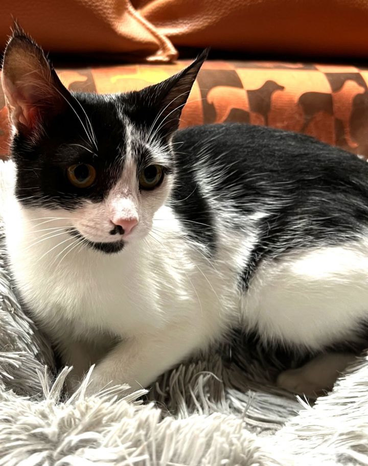 Cat for adoption Sally a Domestic Short Hair in Flushing, NY