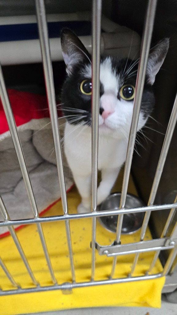 George, an adoptable Domestic Short Hair in Virginia, MN, 55792 | Photo Image 1