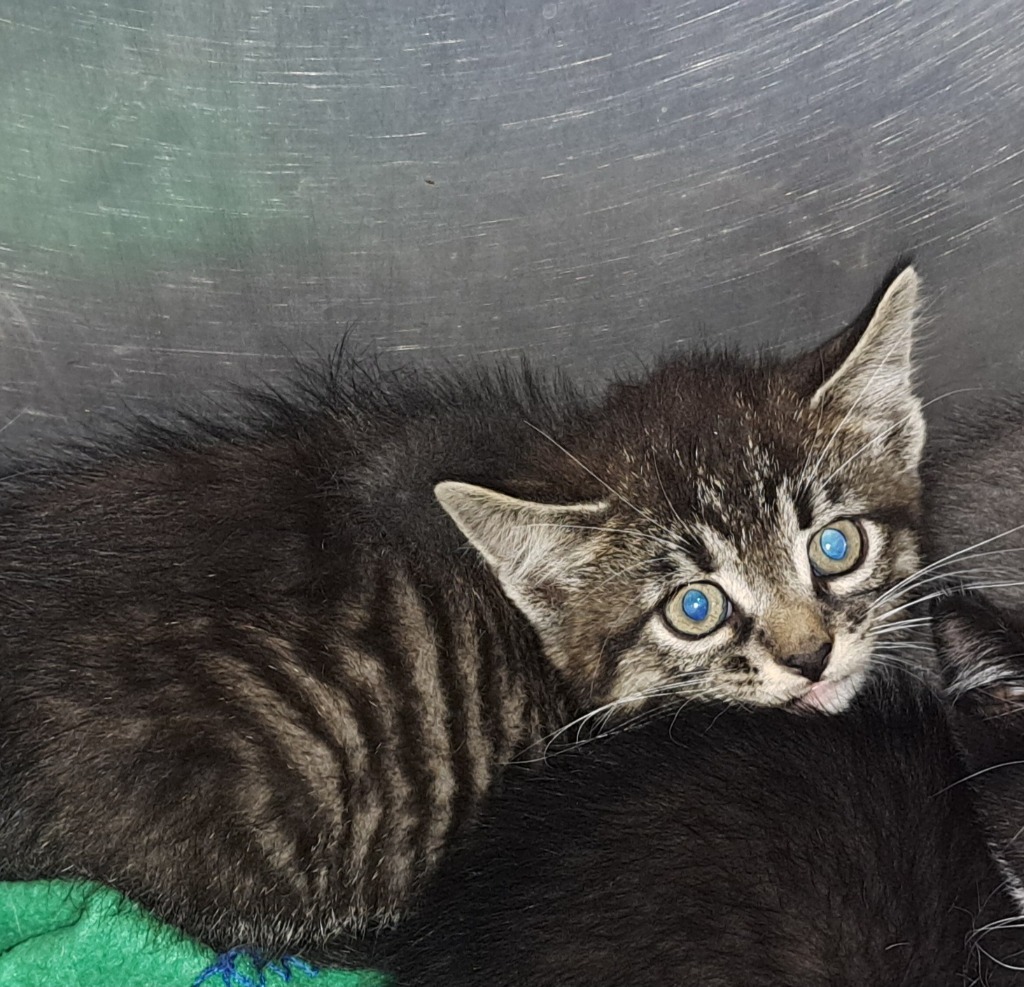 Audi, an adoptable Domestic Short Hair in Virginia, MN, 55792 | Photo Image 2