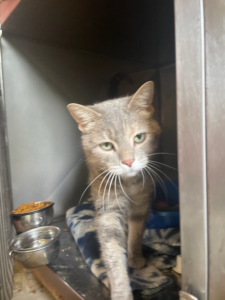 Jaffa, an adoptable Domestic Short Hair in Virginia, MN, 55792 | Photo Image 1