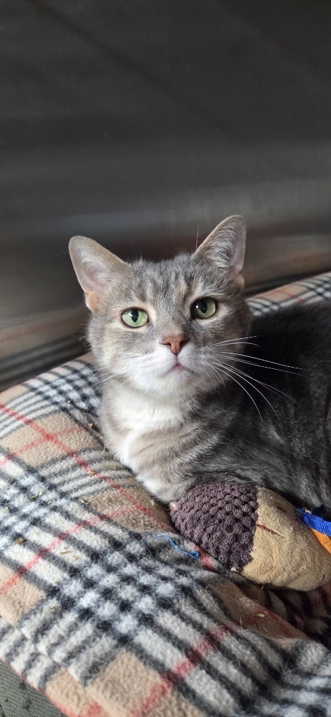 Jaffa, an adoptable Domestic Short Hair in Virginia, MN, 55792 | Photo Image 1