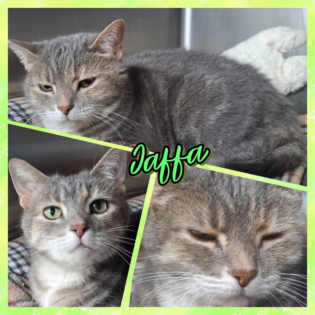 Jaffa, an adoptable Domestic Short Hair in Virginia, MN, 55792 | Photo Image 3