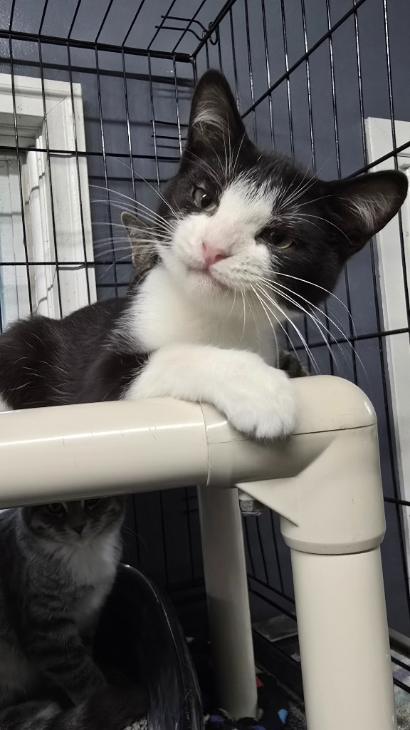 Bently, an adoptable Domestic Short Hair in Virginia, MN, 55792 | Photo Image 1