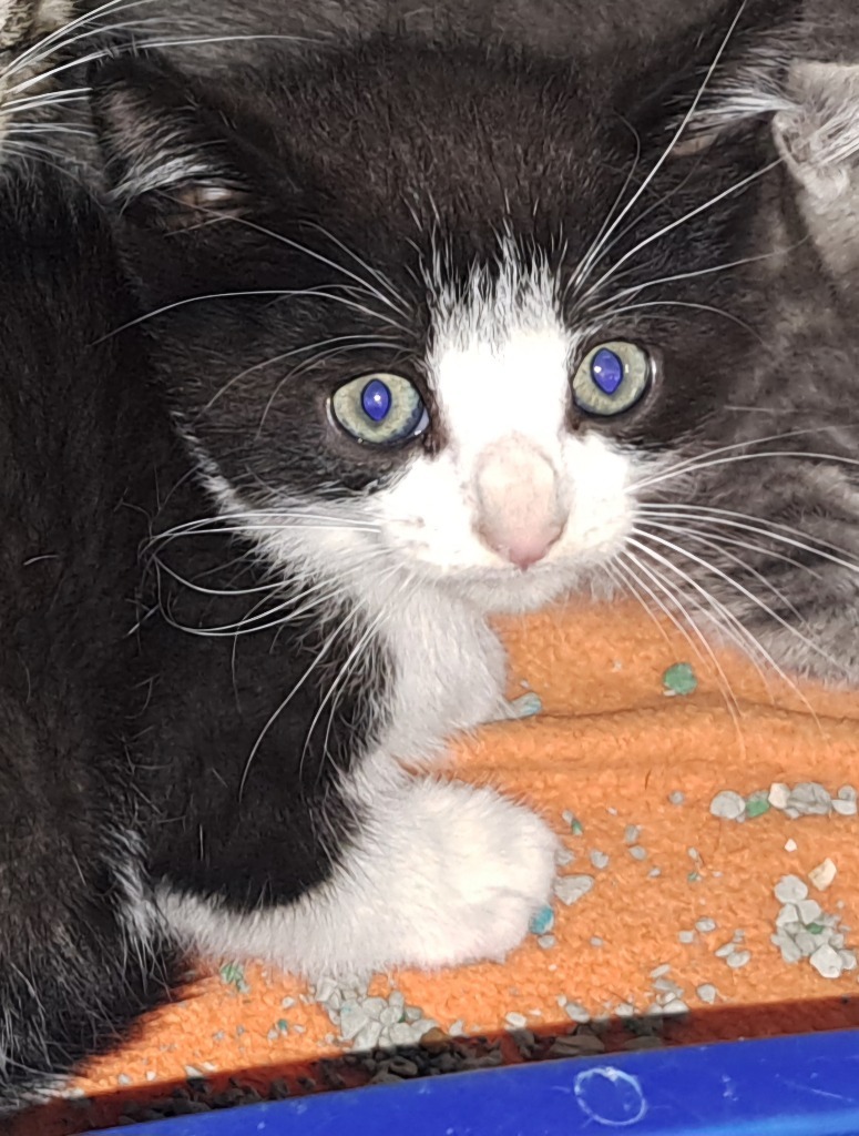 Bently, an adoptable Domestic Short Hair in Virginia, MN, 55792 | Photo Image 2