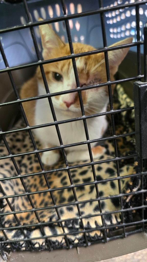 Gerald, an adoptable Domestic Short Hair in Virginia, MN, 55792 | Photo Image 1