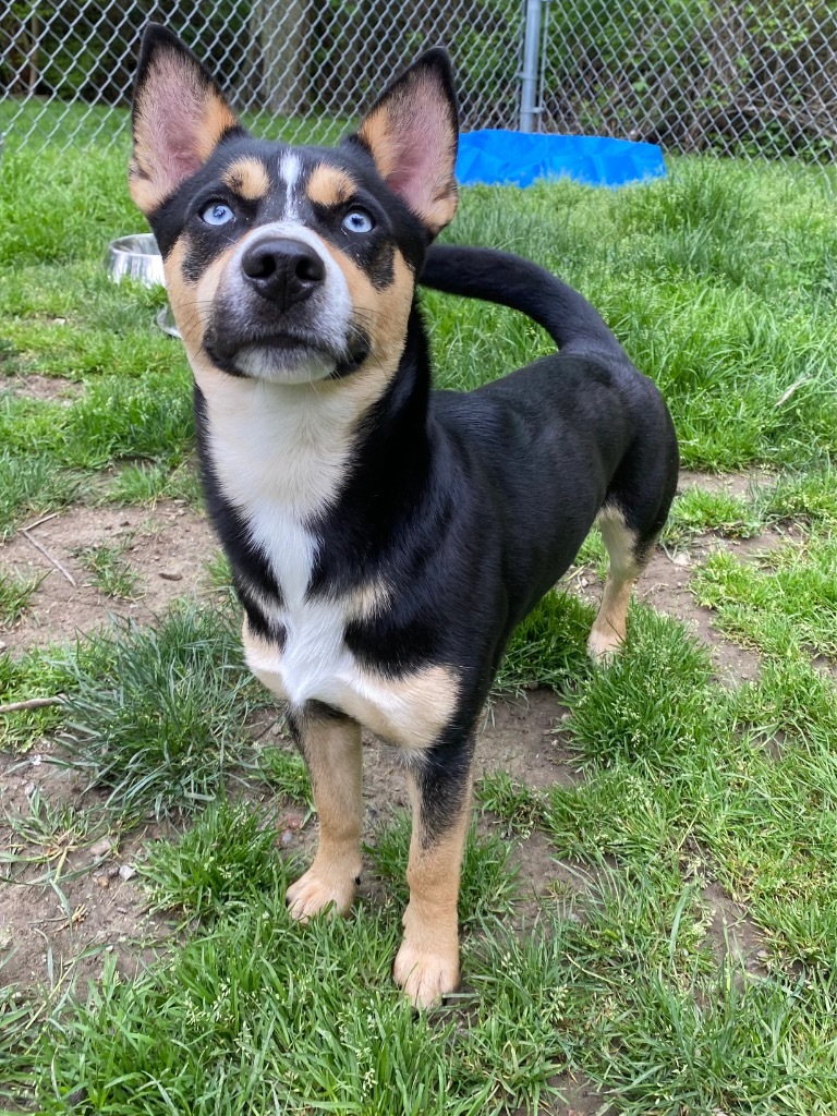 Dog for adoption Timothe, a Husky & Mix in Fall River, MA Petfinder