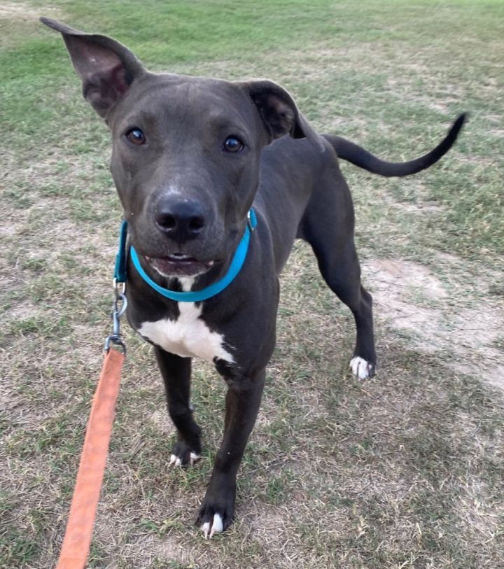 Dog for adoption Gracie, an American Staffordshire Terrier