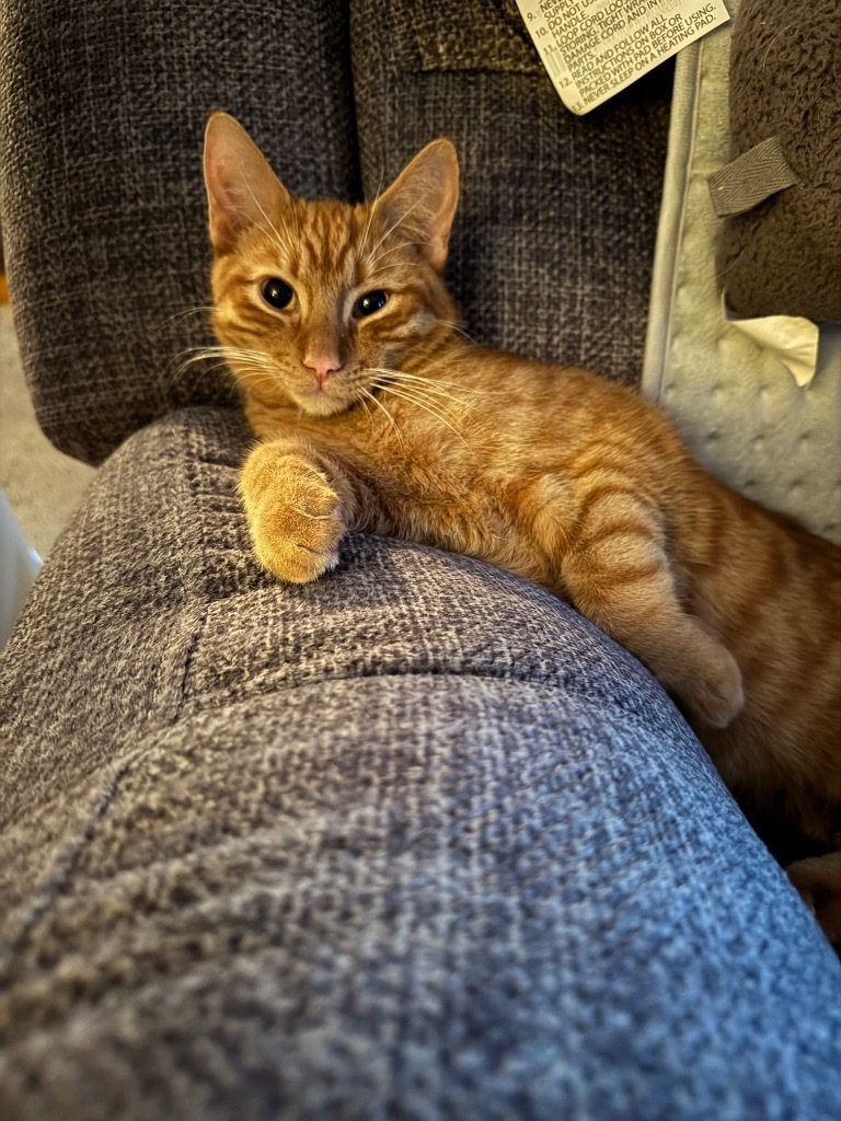 Pineki / Meili, an adoptable Domestic Short Hair in Brainardsville, NY, 12915 | Photo Image 1