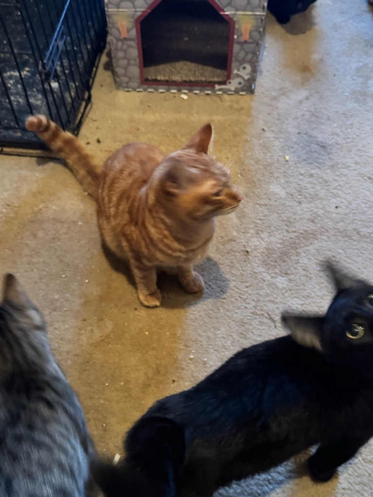 Pineki / Meili, an adoptable Domestic Short Hair in Brainardsville, NY, 12915 | Photo Image 2