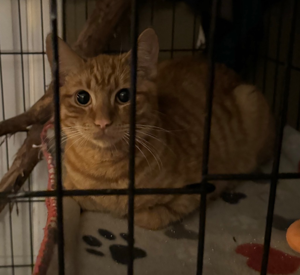 Pineki / Meili, an adoptable Domestic Short Hair in Brainardsville, NY, 12915 | Photo Image 3