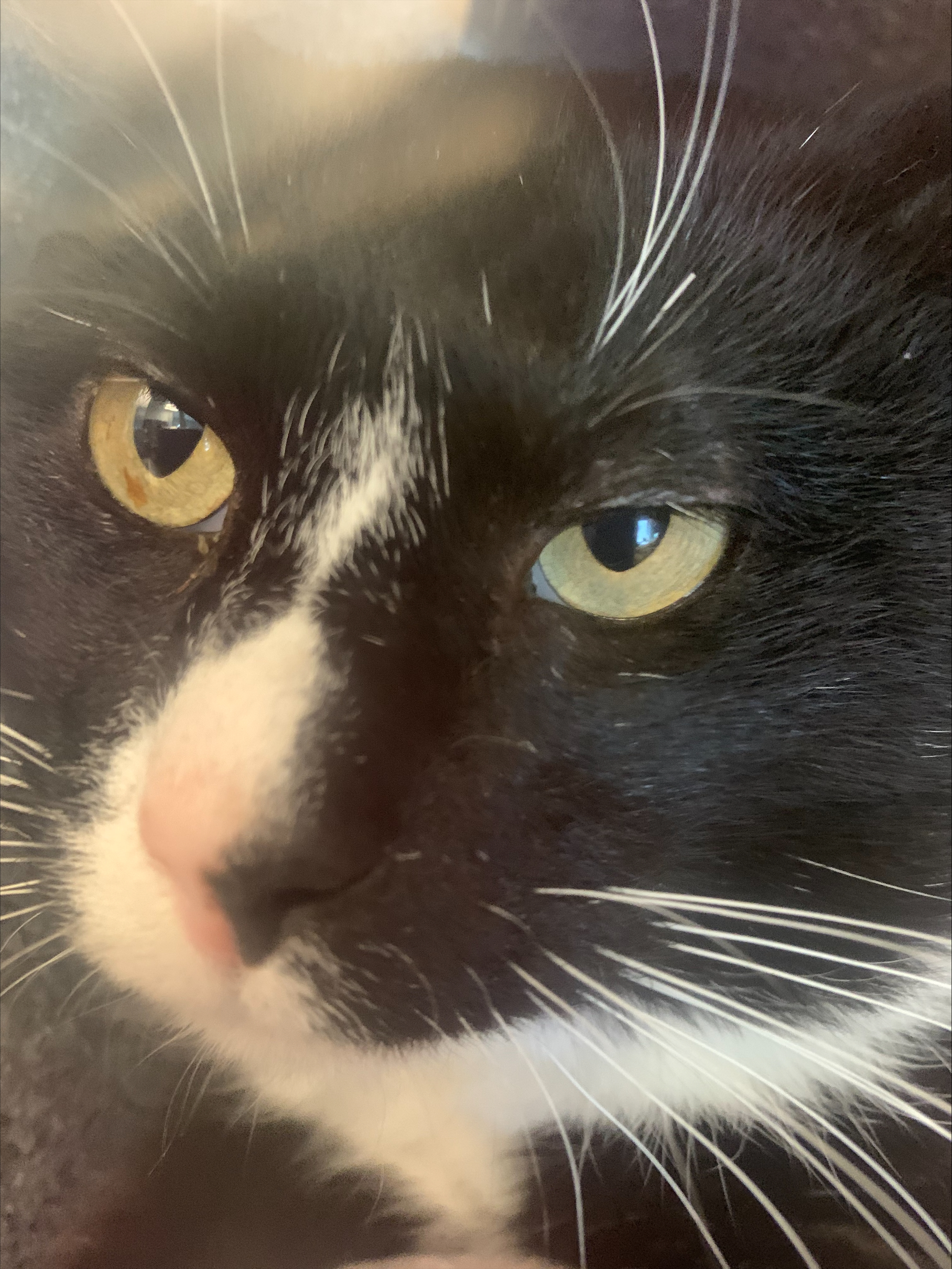 Cat for adoption Peter Parker, a Domestic Medium Hair & Domestic