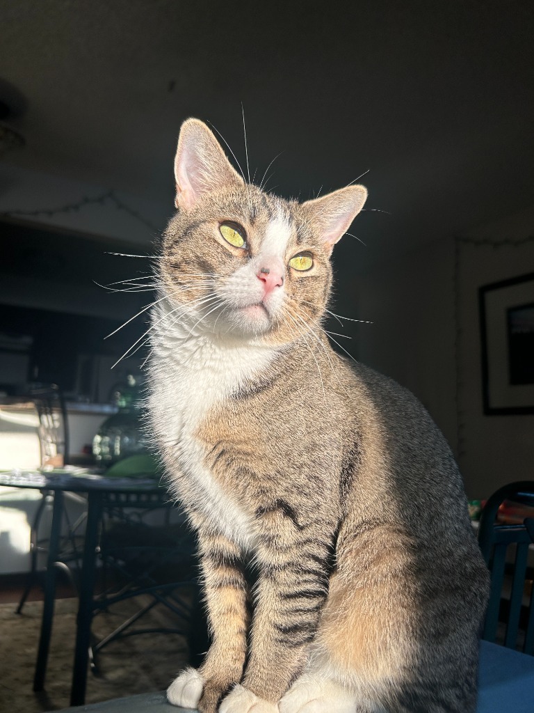 Bubblegum, an adoptable Tabby in Palmer, AK, 99645 | Photo Image 1