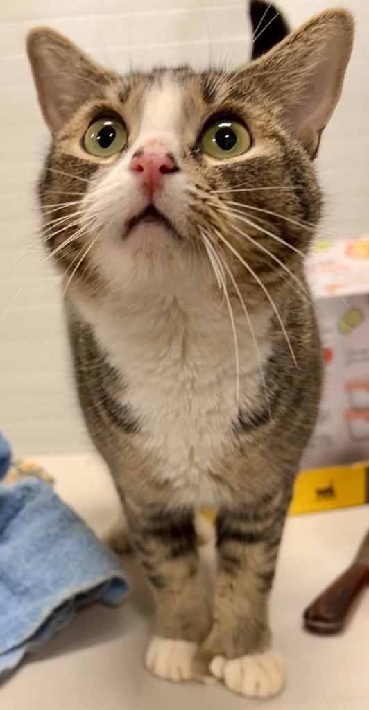 Bubblegum, an adoptable Tabby in Palmer, AK, 99645 | Photo Image 3