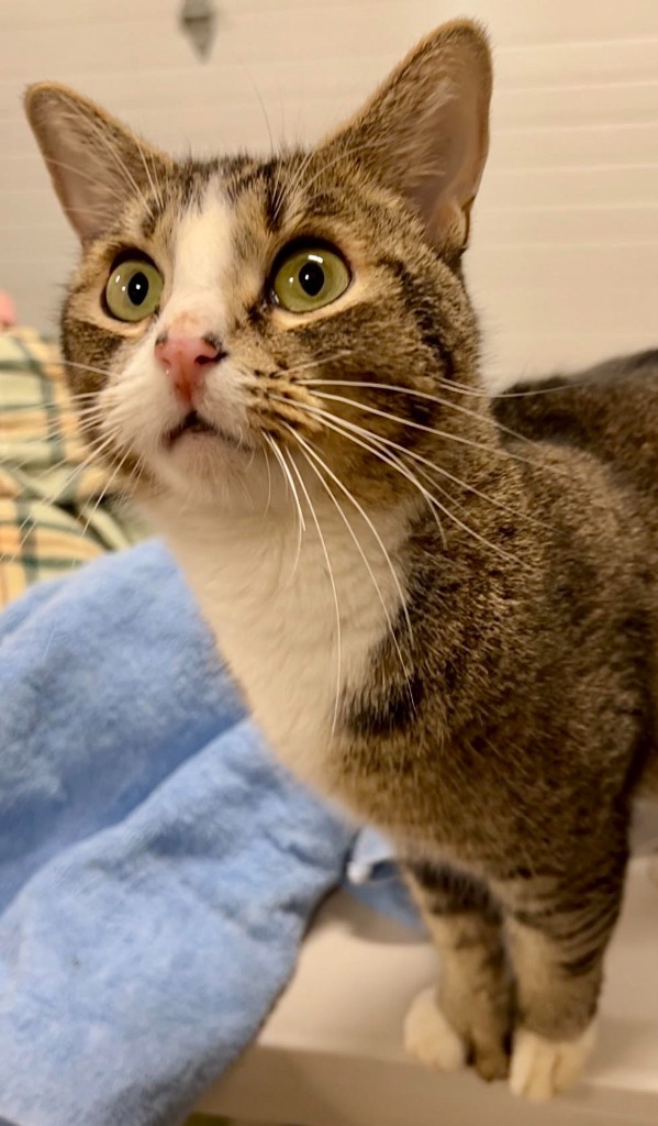 Bubblegum, an adoptable Tabby in Palmer, AK, 99645 | Photo Image 4