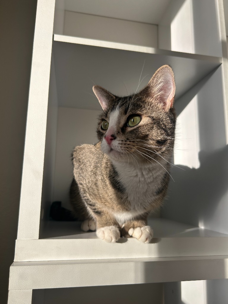 Bubblegum, an adoptable Tabby in Palmer, AK, 99645 | Photo Image 6