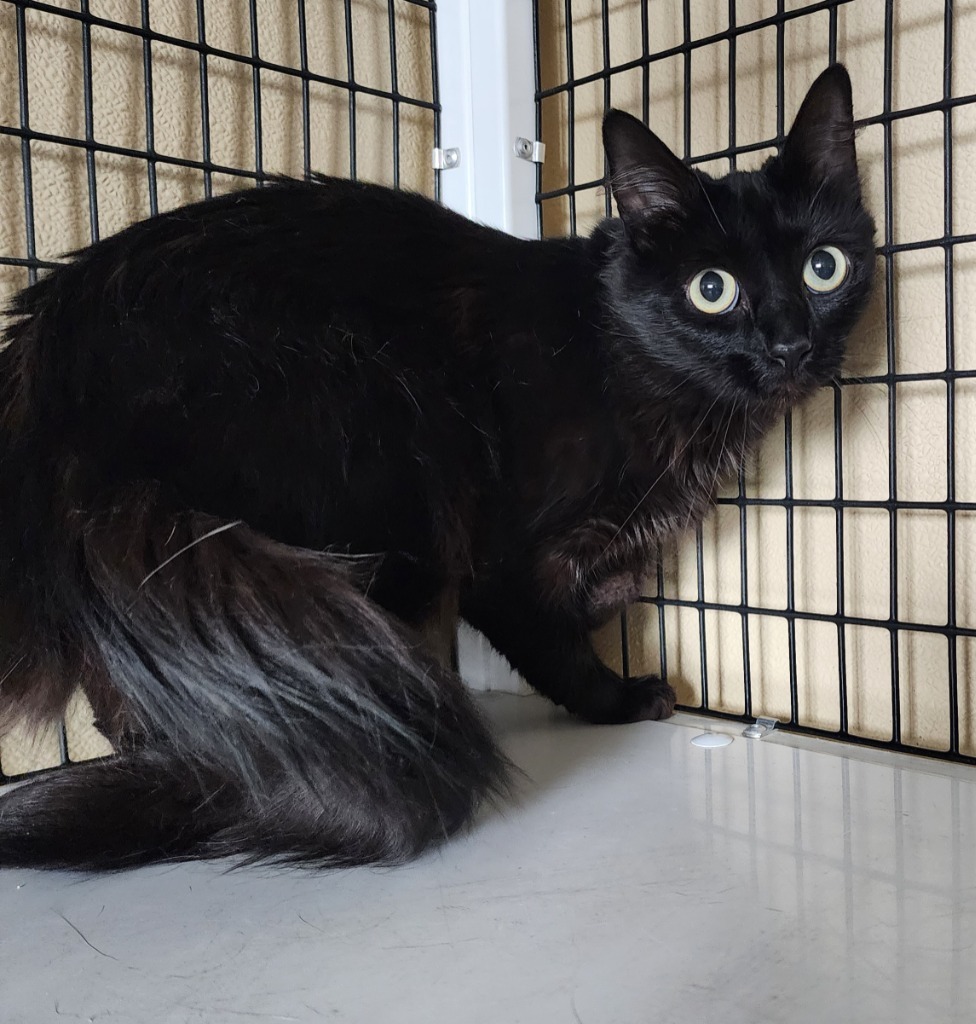 Puma, an adoptable Domestic Long Hair in Green River, WY, 82935 | Photo Image 1