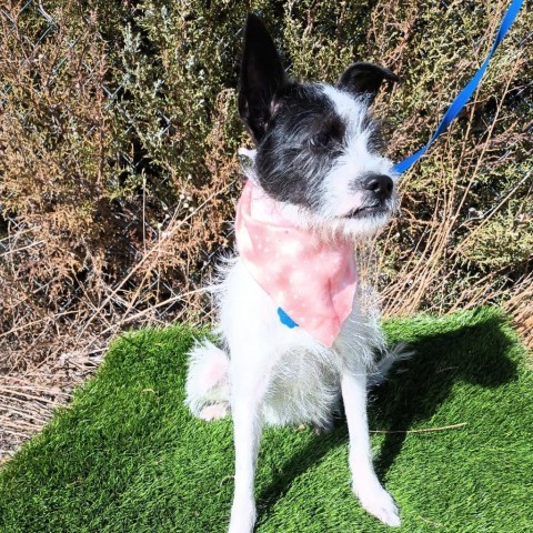 Rascal, an adoptable Jack Russell Terrier, Mixed Breed in Show Low, AZ, 85901 | Photo Image 1